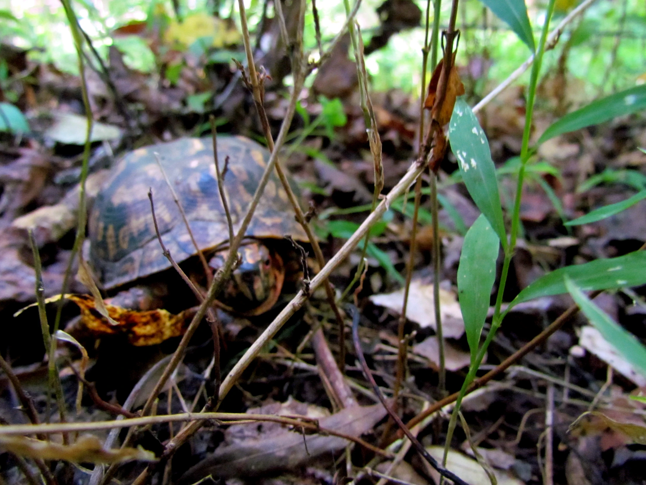 a turtle sitting in a clearing on the ground