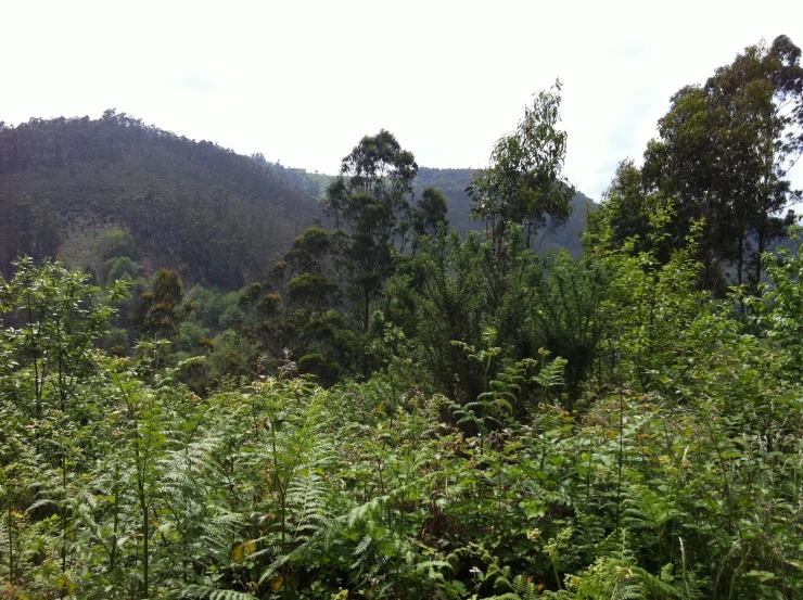 many shrubs and trees in the middle of the forest