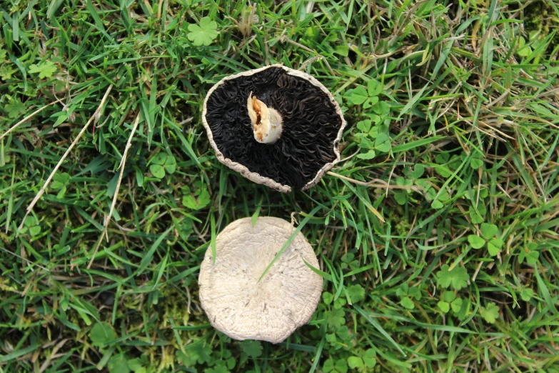 a mushroom laying in the grass next to a stone