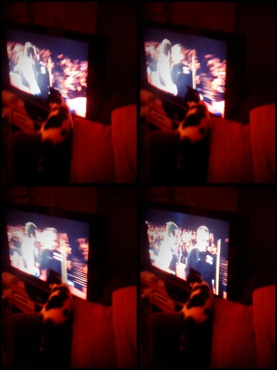 cat in front of tv looking at man dancing on stage