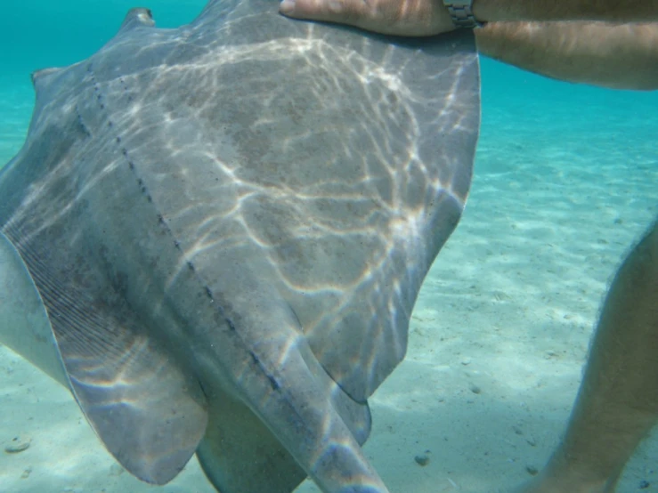 a person is petting a large animal on the bottom of the water