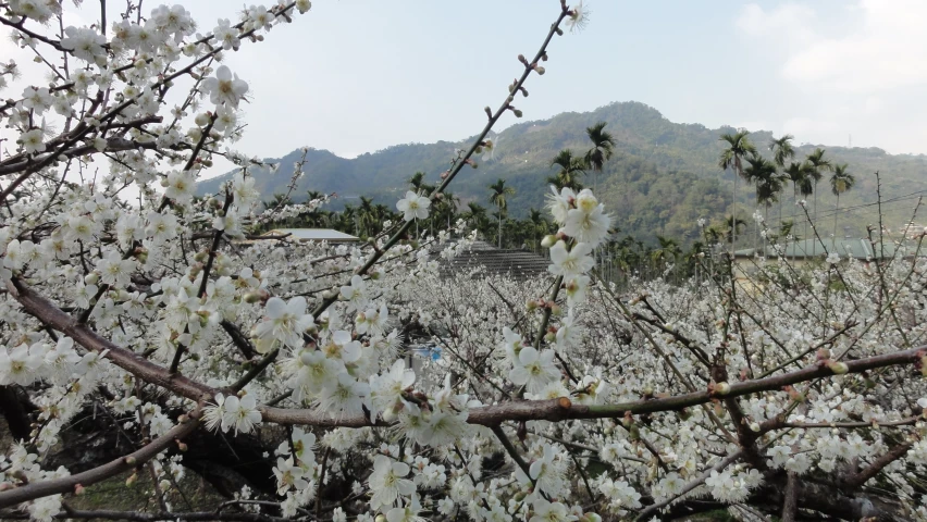 flowering trees with mountains in the background