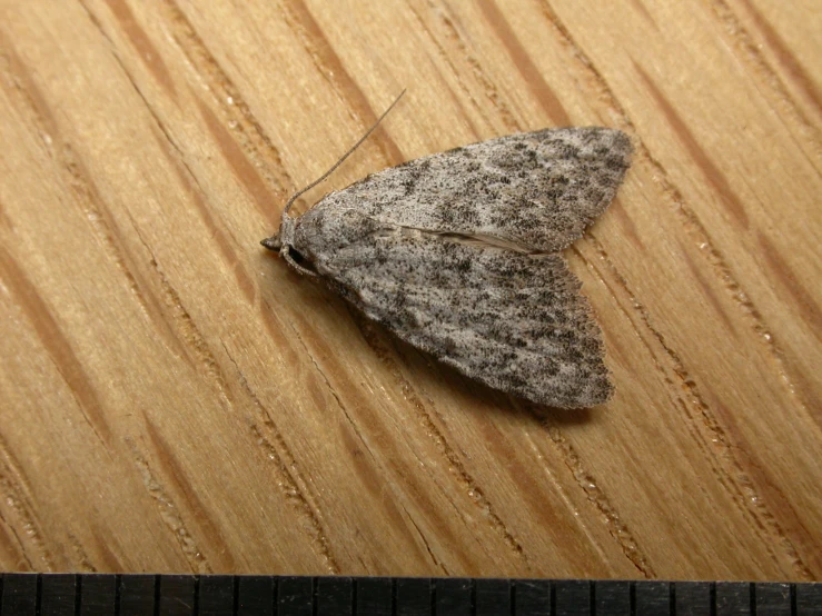 a moth sits on a piece of wood