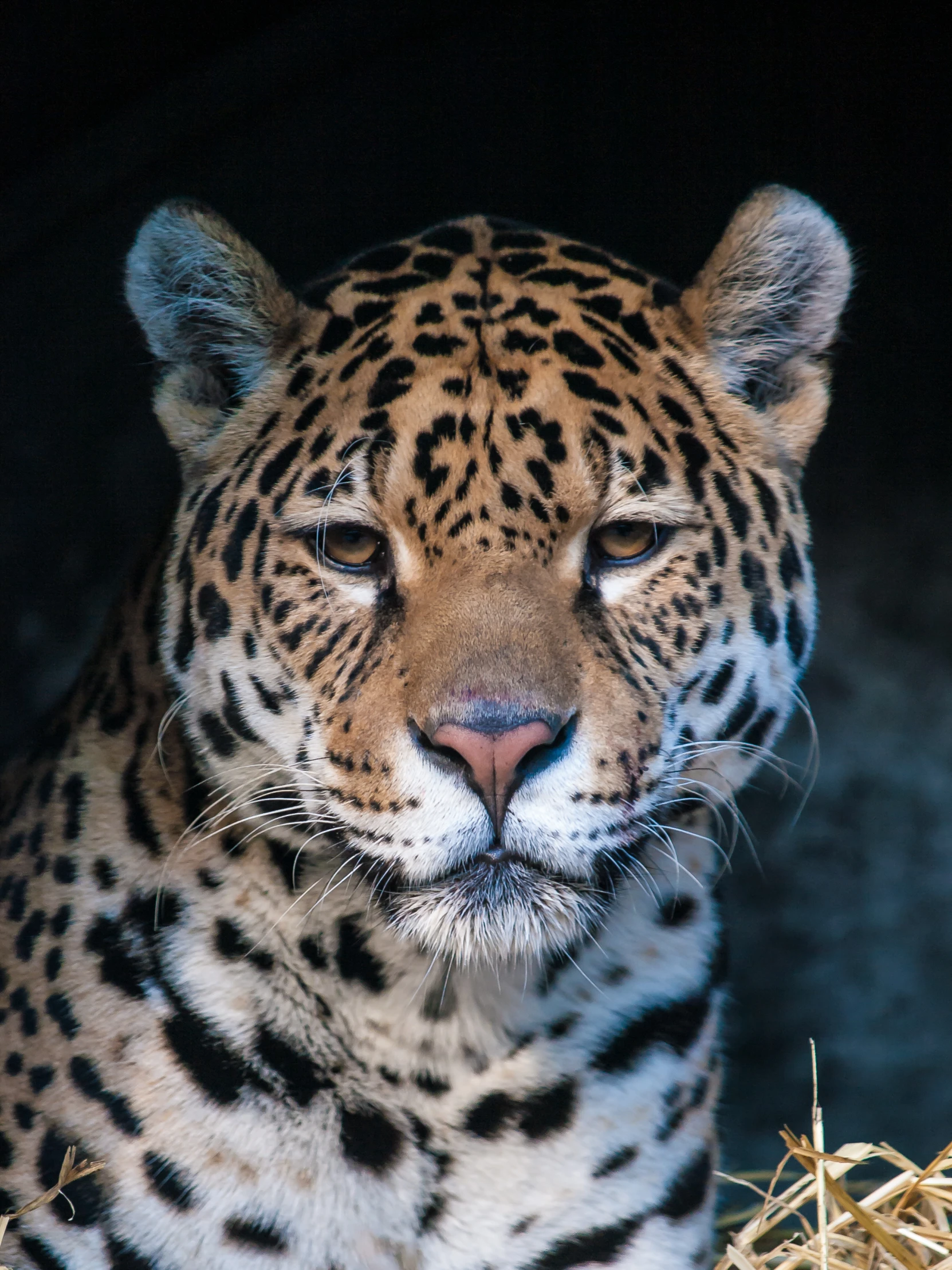 a very big pretty leopard with a big smile