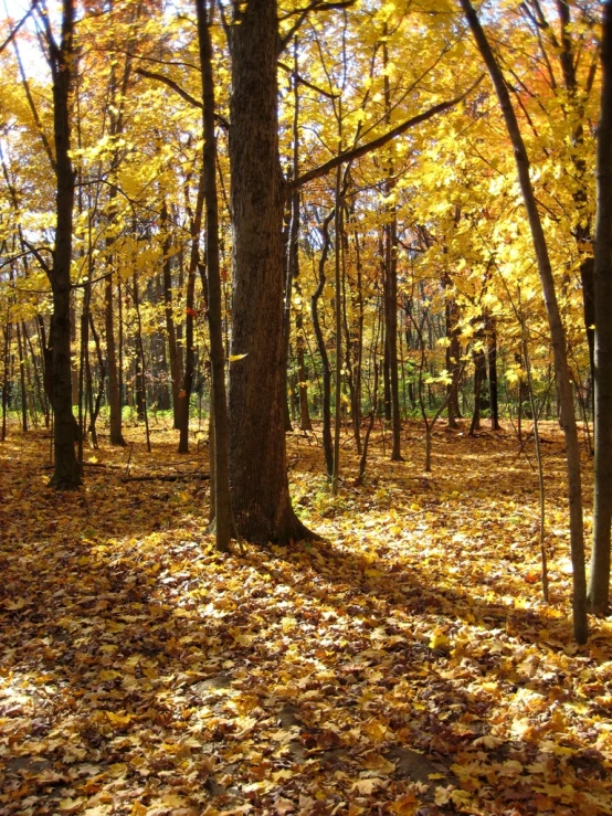 a yellow tree leaves in the woods with no one visible