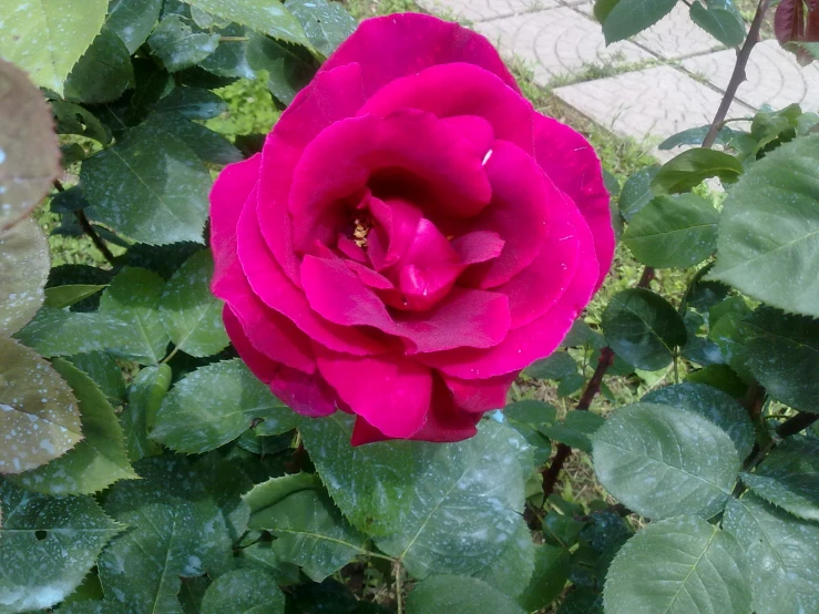 a pink rose in a garden in the morning