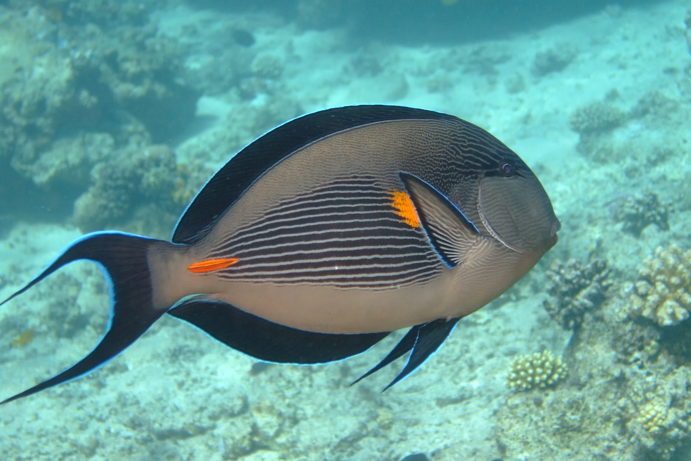 a fish that is swimming on a water bottom