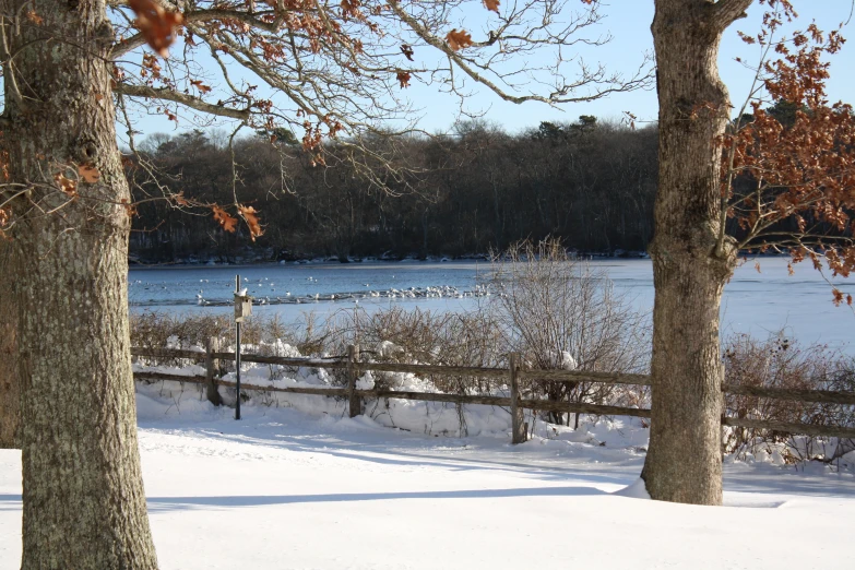 a park bench sits beneath several trees next to the water