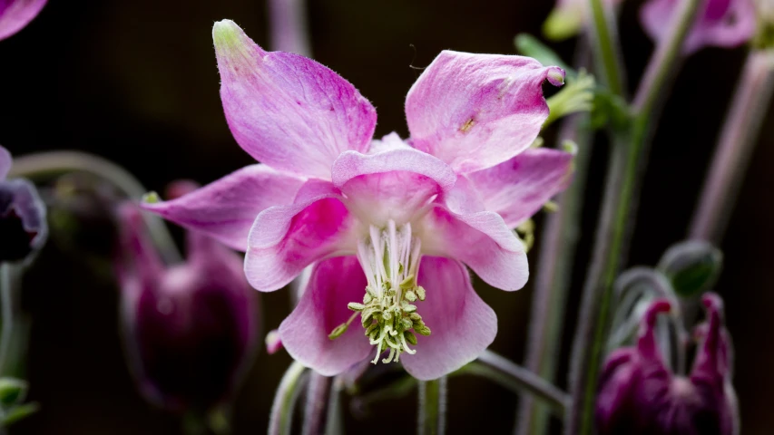 a flower that is next to other flowers