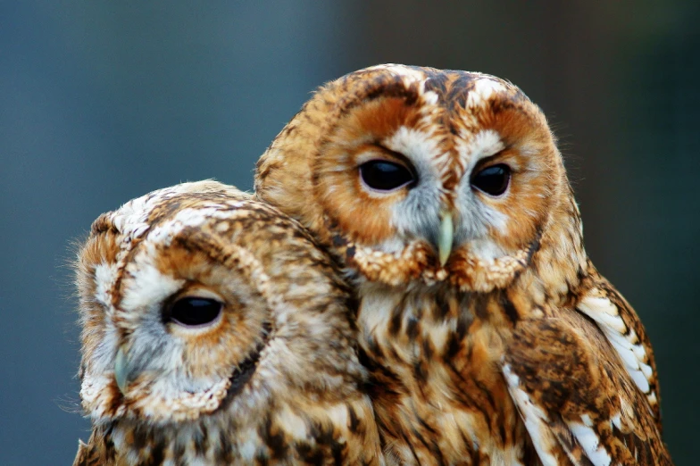 two very cute owls sitting together with a blurry background