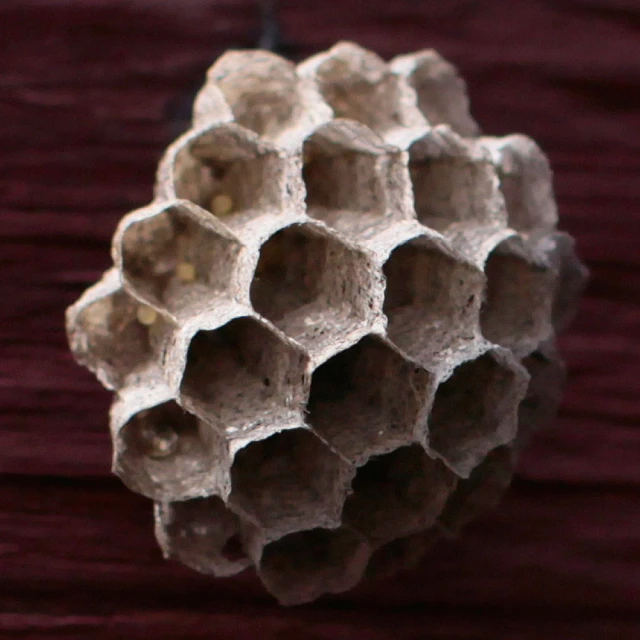 hexagonal beeshells sit atop a wood surface