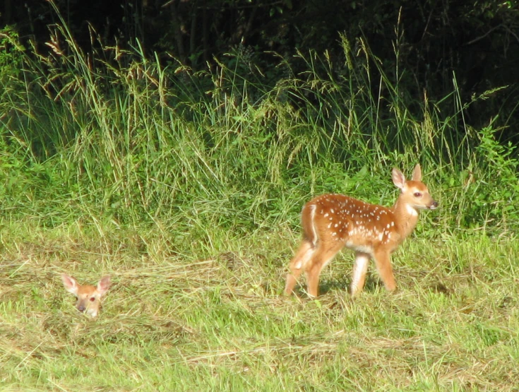 two deer are in the field by some trees