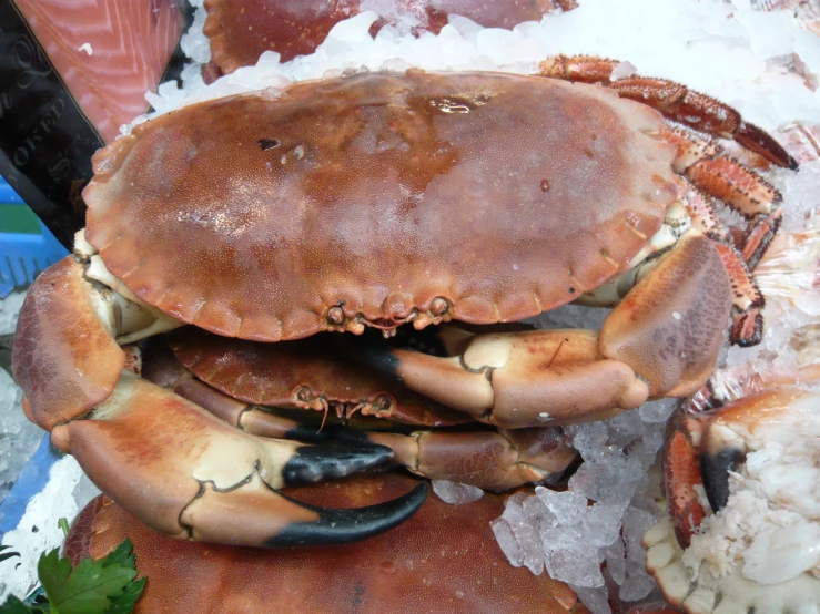 a large blue crab with a lot of white snow