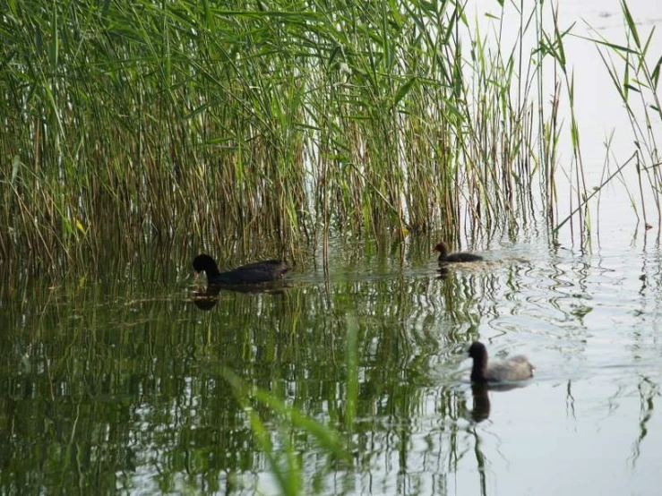 two ducks in the water, surrounded by tall grass