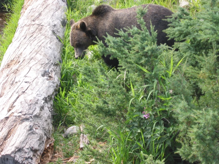 bear foraging in a very small grass and forest area