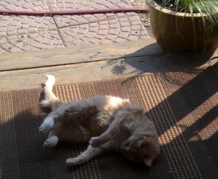 a cat laying down on top of a mat