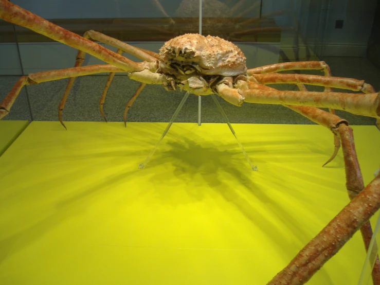 a large spider is walking in a glass enclosure