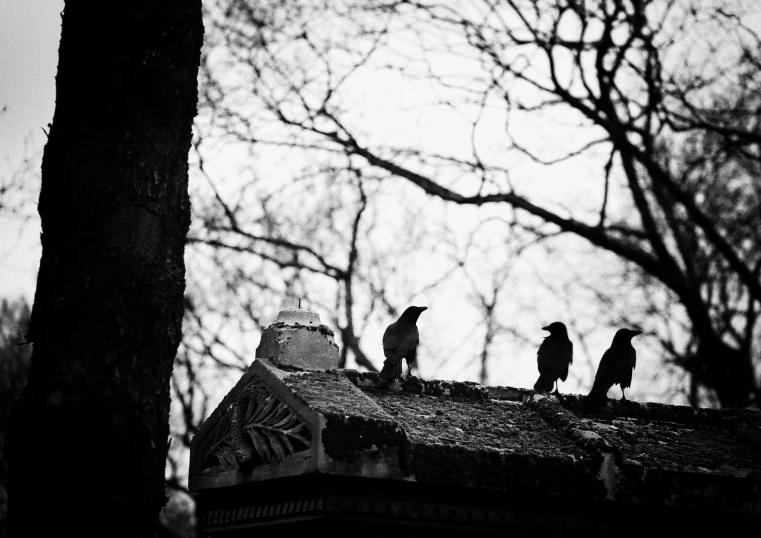 birds perched on the roof of an old house