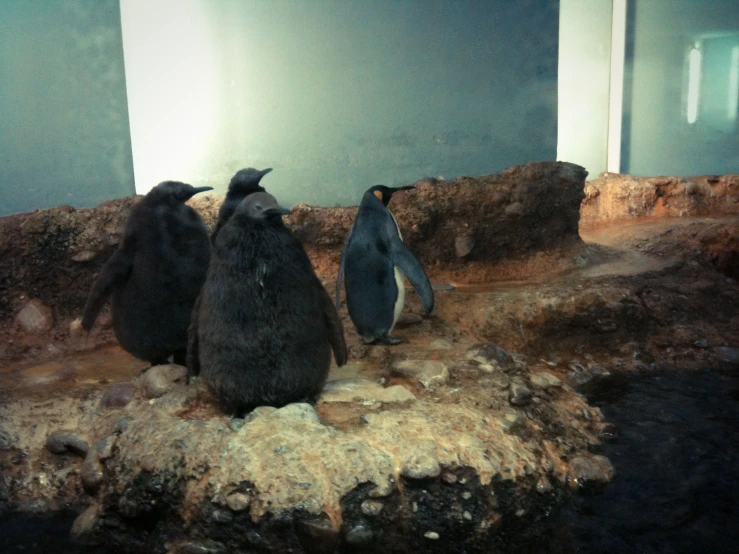 three penguins are standing around on a rock