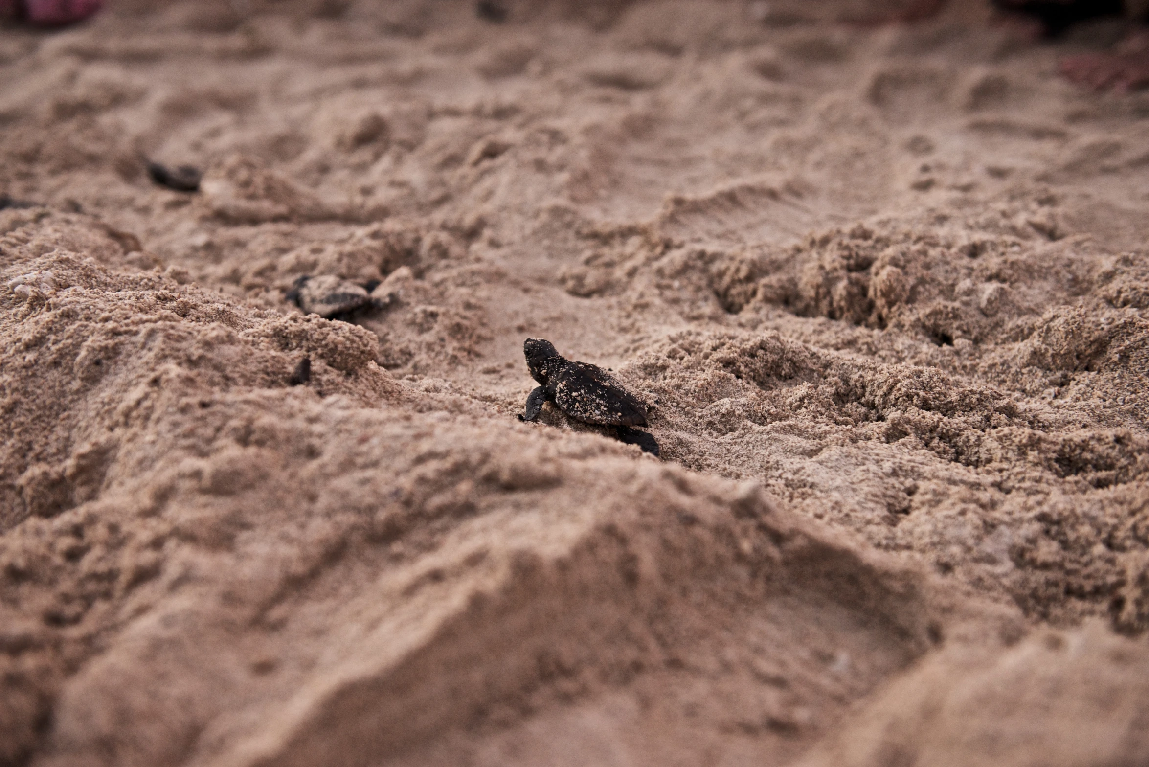 a bird sitting in the sand near some rocks