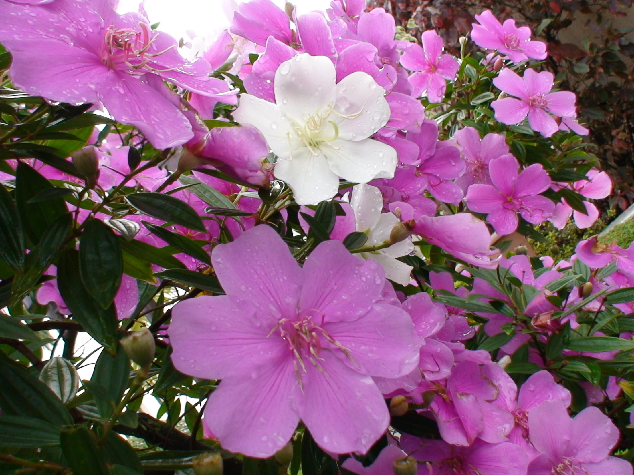 many different pink flowers are in the vase