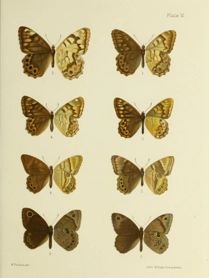 a group of erflies on top of a sheet of paper