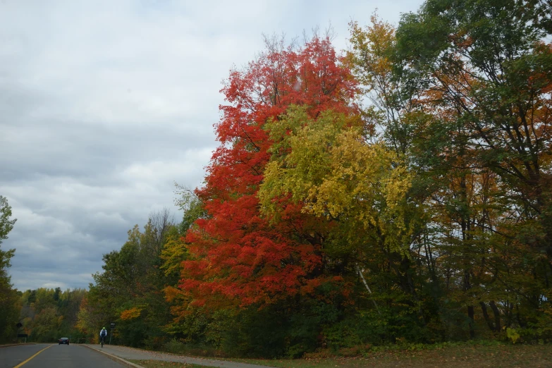 a road surrounded by trees and autumn leaves