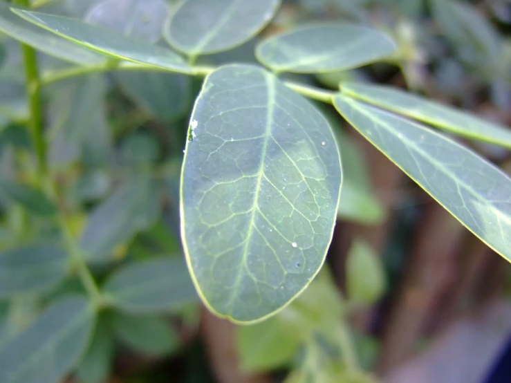 a closeup of the leaves of some sort of plant