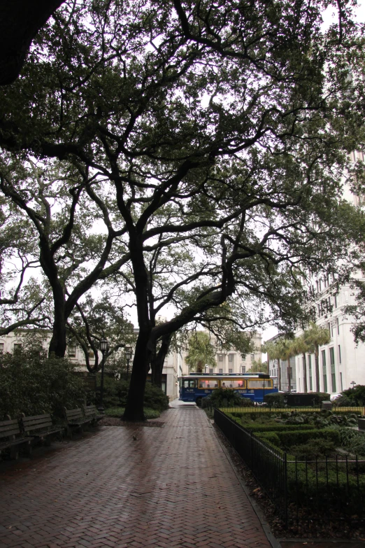 large tree on sidewalk with building in background