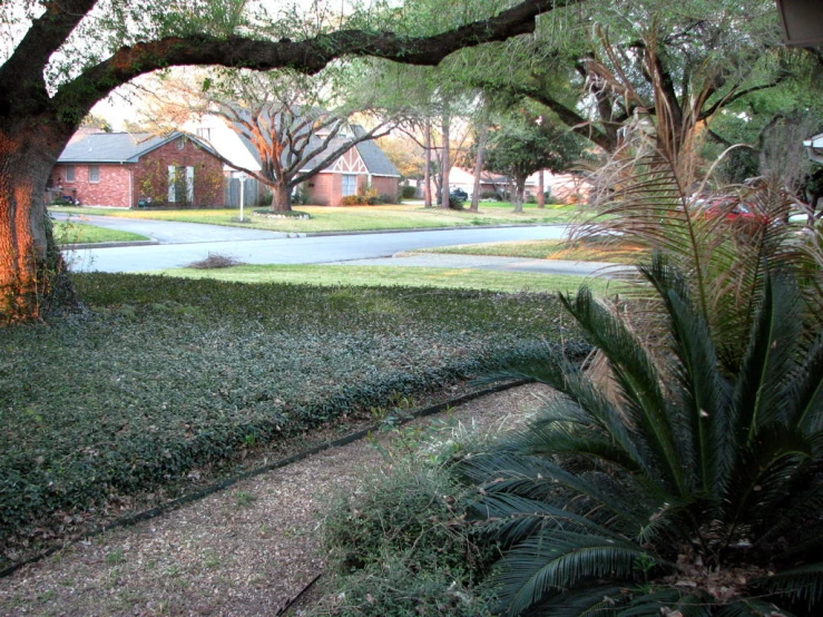 a street in a suburban neighborhood lined with trees