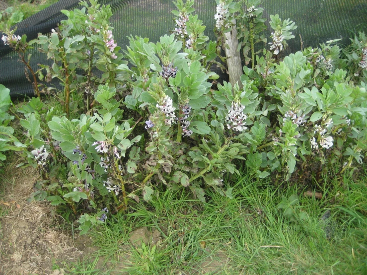 there is a bush with flowers and leaves growing