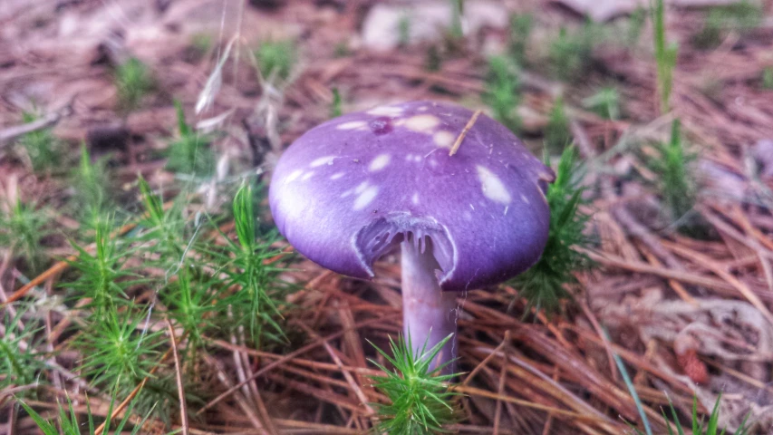 a purple mushroom sitting on top of a grass covered forest floor