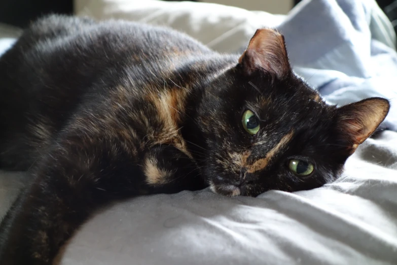 an orange and black cat laying down on a white blanket