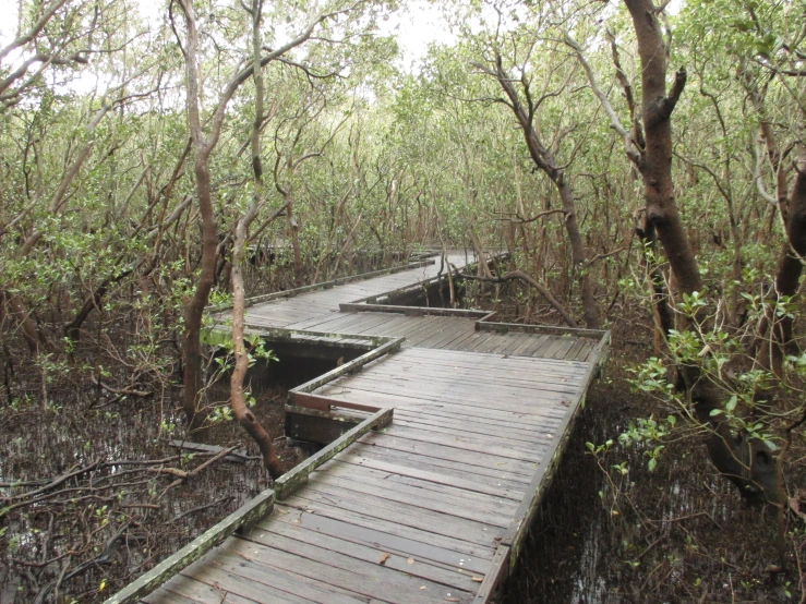 a wooden walkway surrounded by trees in a swamp