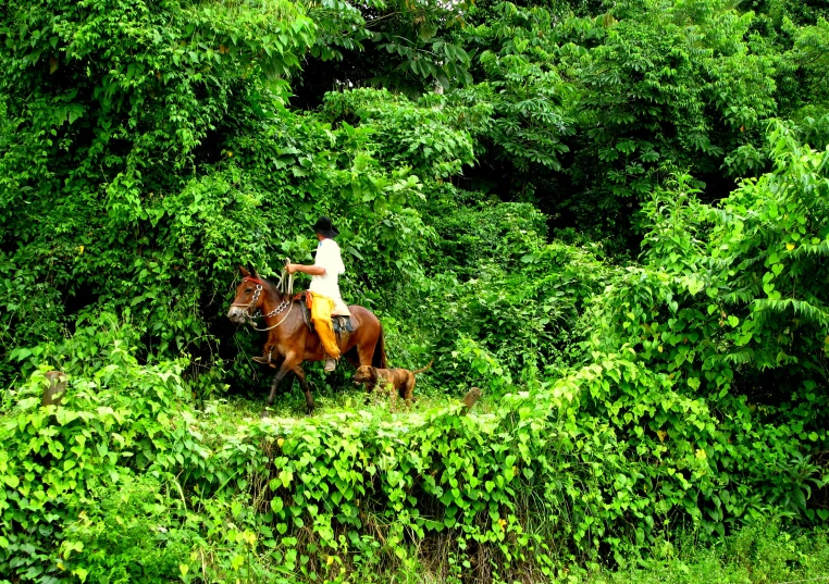 an image of man riding a horse in the woods