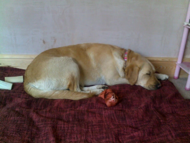 a big dog laying on the bed with a toy