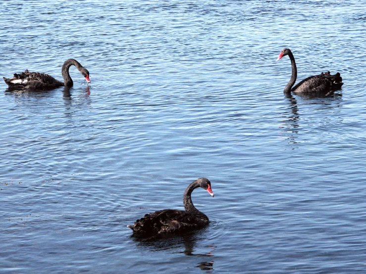 a pair of black birds swim in the water