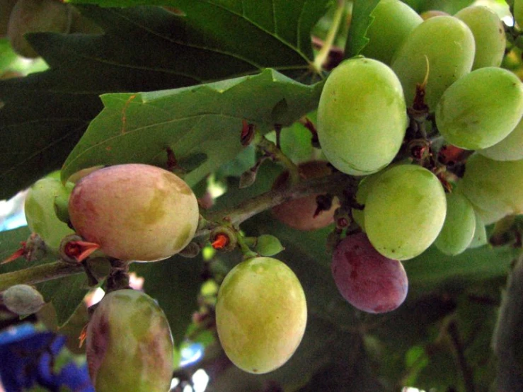 the green fruit is still on the tree