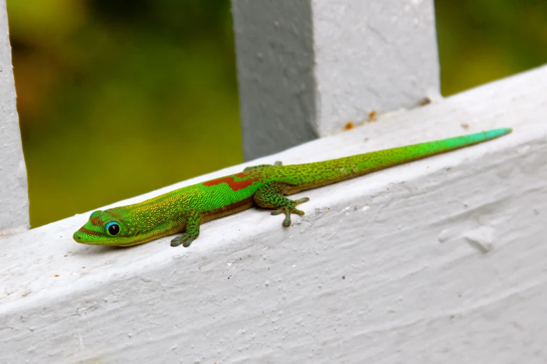 the green lizard is looking out from under the wood fence