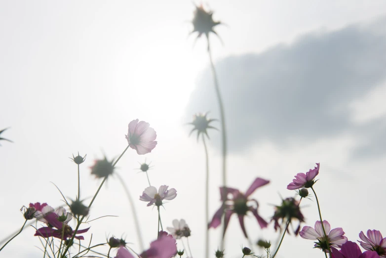 flowers on a nch with the sun shining in the background