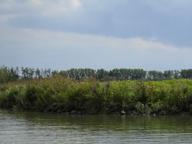 zes walking along side water with trees in the background