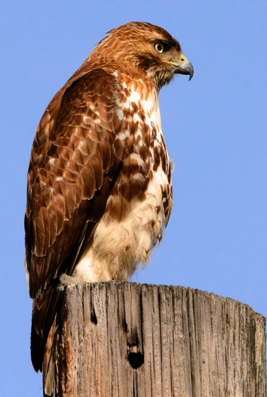 a brown and white hawk perched on top of a wooden post