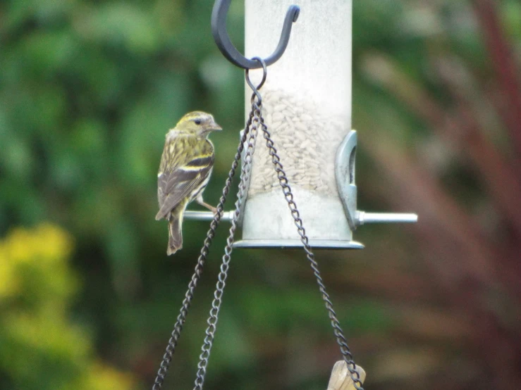 a small bird is eating out of a feeder