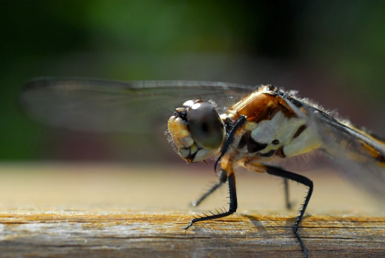 there is a small insect on the wooden floor