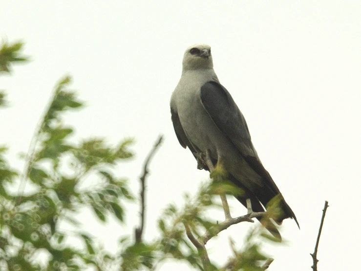 an eagle perched in the middle of a tree