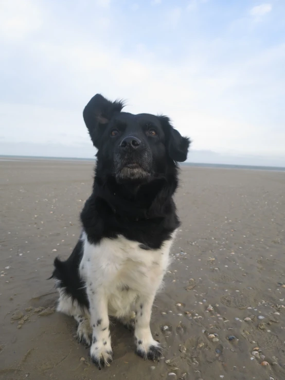 a dog that is sitting on the sand