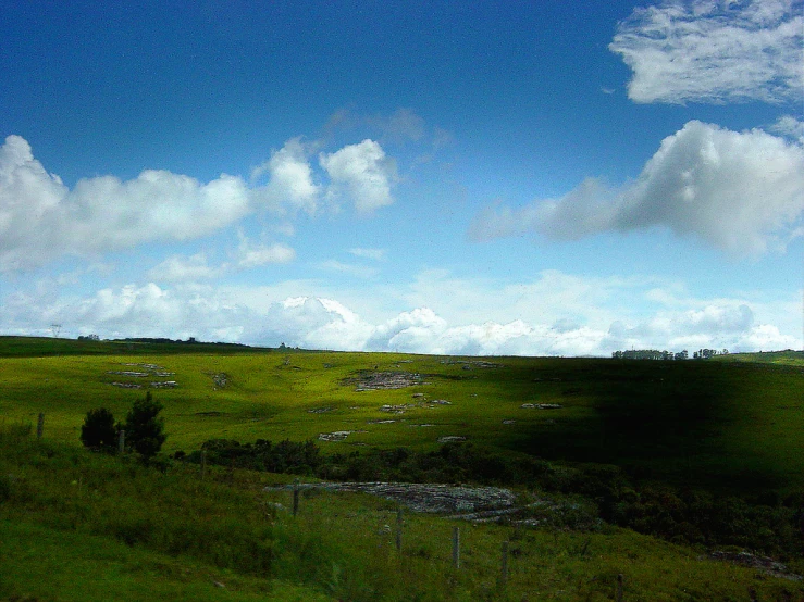 a lone cow standing on a lush green field