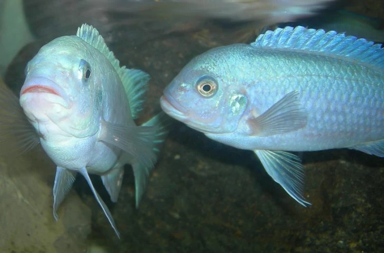 two very pretty big fish in an aquarium