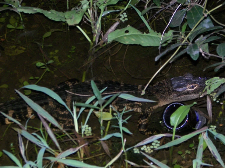 there is an alligator that has it's head tilted on a rock