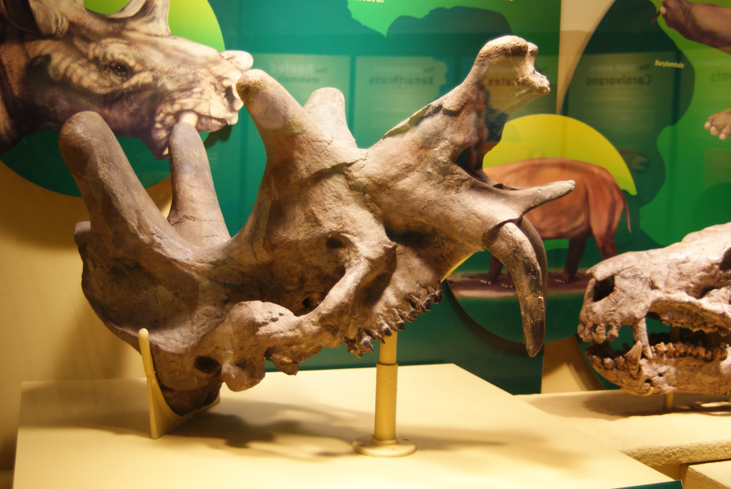 a museum exhibit of dinosaurs with their skulls on display